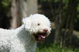 LAGOTTO 011